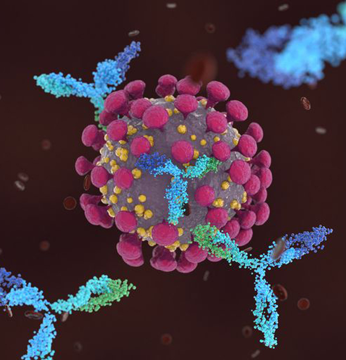 Молекулярная иммунология - профиль в магистратуре МБФ по биологии