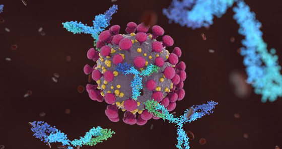 Молекулярная иммунология - новый профиль в магистратуре МБФ по биологии